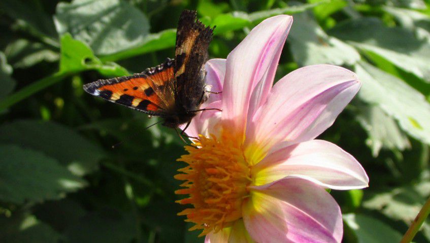 Во время летних каникул я гостил у бабушки, и в её саду я заметил бабочку бабочку. Я за ней долго наблюдал прежде, чем сделать кадр