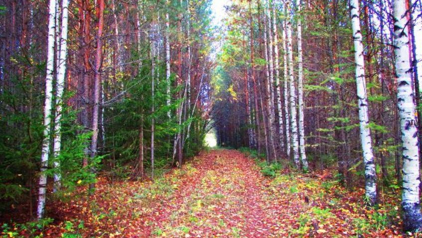 Осенний лес в деревне завораживает