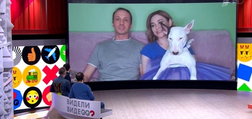 Звезда балета: бультерьера из Ижевска показали в передаче на Первом канале