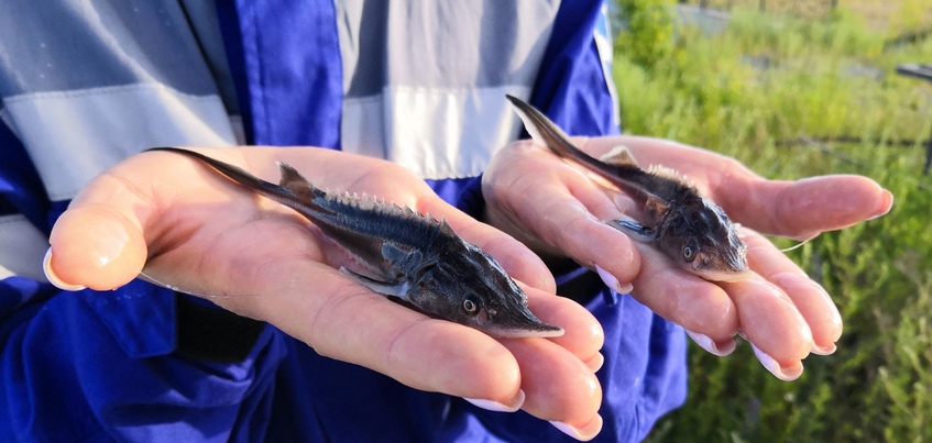 Нефтепроводчики Прикамья выпустили молодь рыбы в водоемы двух регионов присутствия